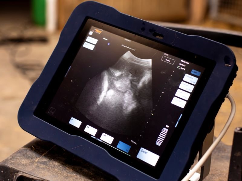 Echographie réalisée par un vétérinaire équin à Quimper
