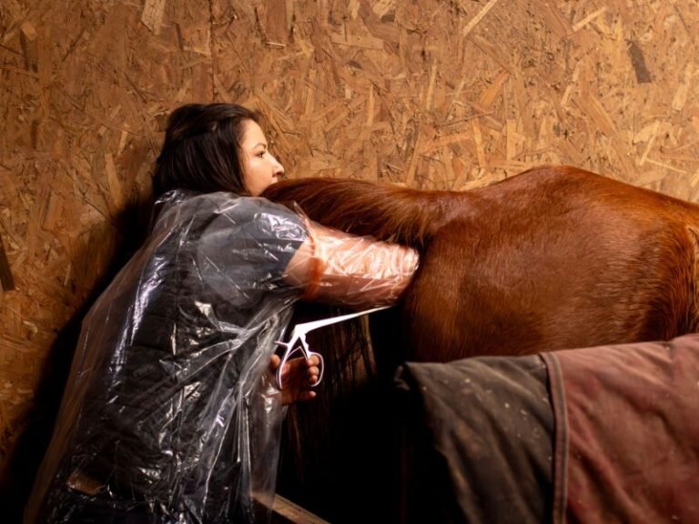 Vétérinaire équin réalisant un suivi gynécologique d'un cheval à Quimper