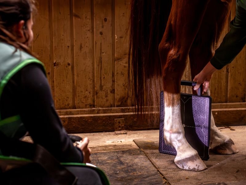 Vétérinaire faisant une radiographie à un cheval