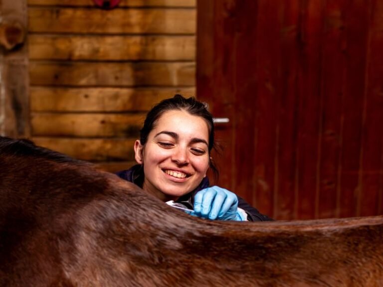 Vétérinaire équin examinant un poney à Quimper